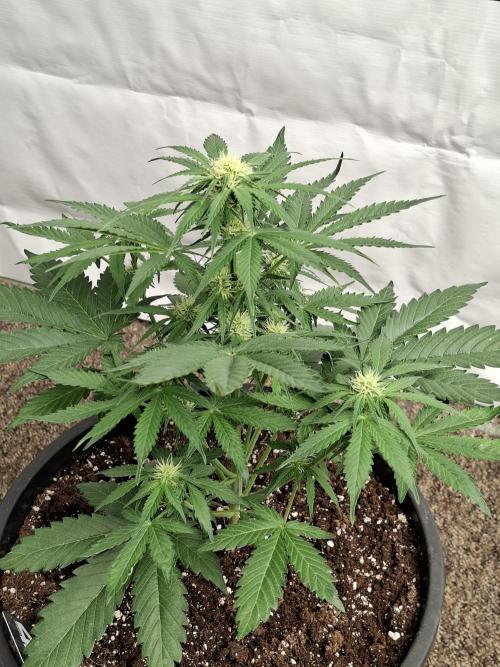 Cherry Cola RF3 #2. Week 5