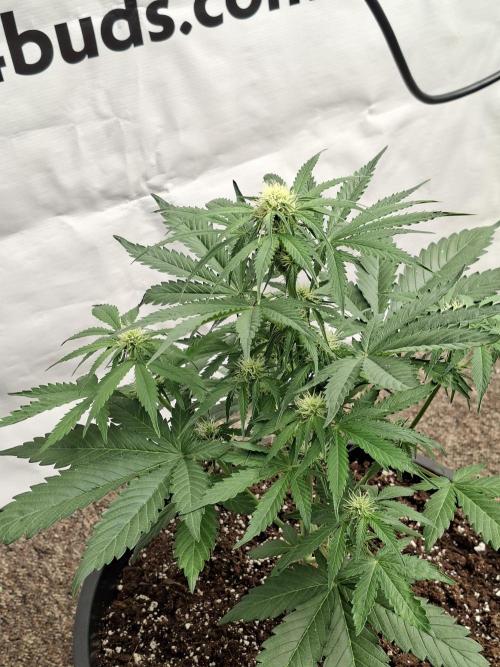 Cherry Cola RF3 #2. Week 5