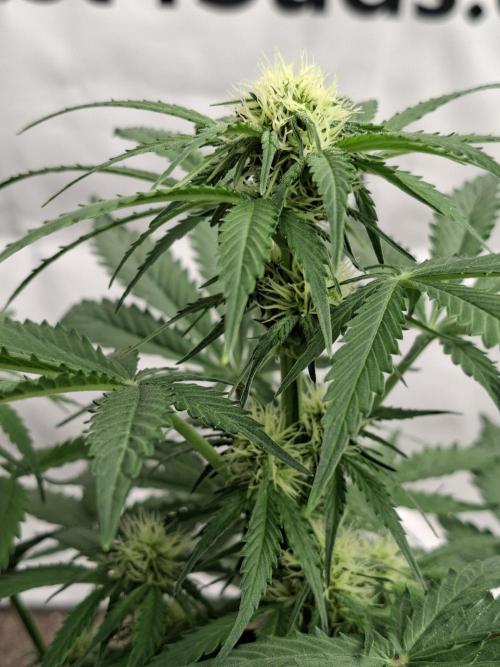 Cherry Cola RF3 #2. Week 5