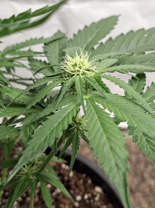 Cherry Cola RF3 #2. Week 5