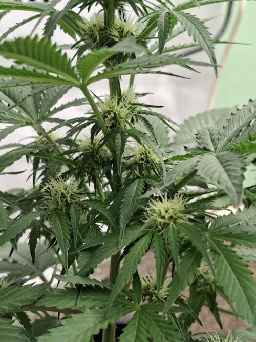 Cherry Cola RF3 #2. Week 5