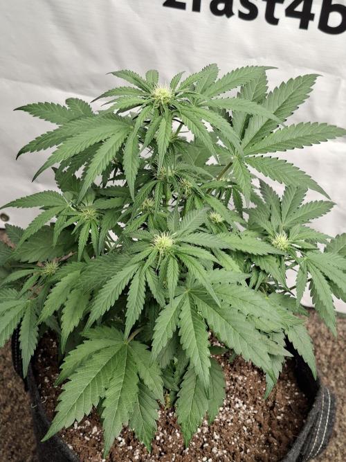 Cherry Cola RF3. Week 5