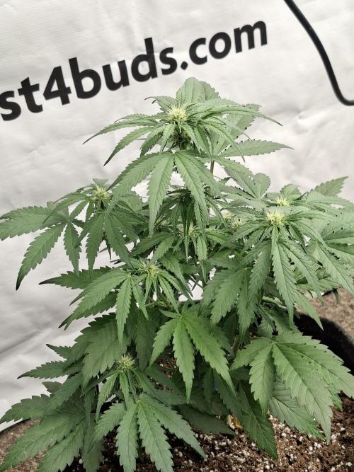 Cherry Cola RF3. Week 5