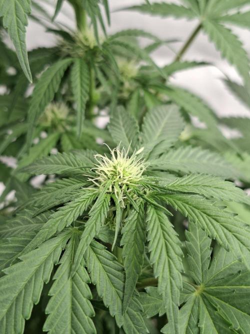 Cherry Cola RF3. Week 5