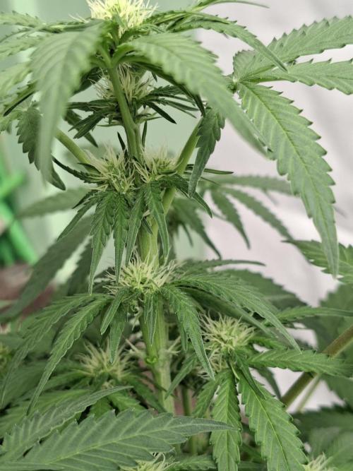 Cherry Cola RF3. Week 5