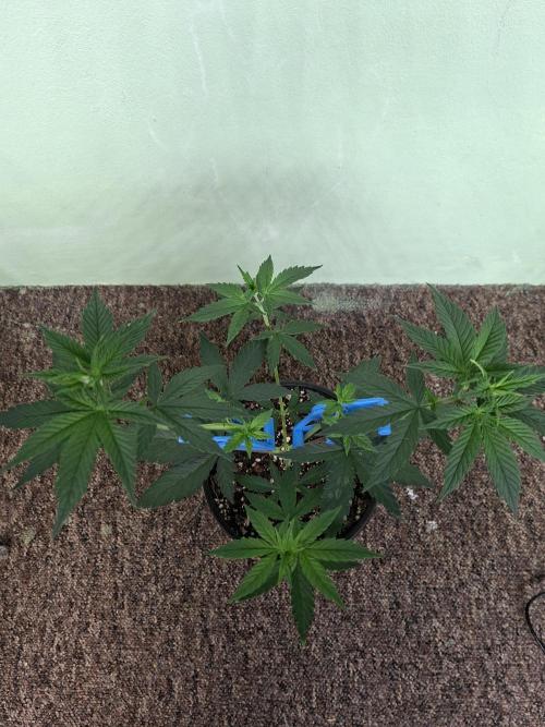 Fastbuds Purple Lemonade FF. Week 5