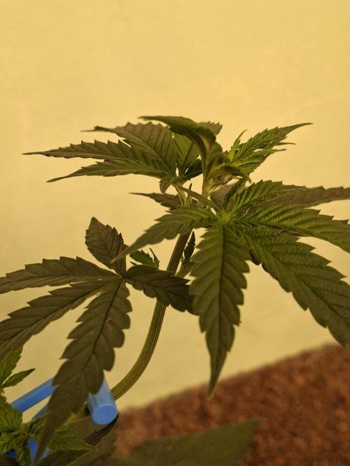 Fastbuds Purple Lemonade FF. Week 5