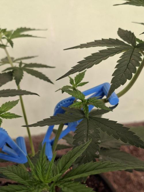 Fastbuds Purple Lemonade FF. Week 5