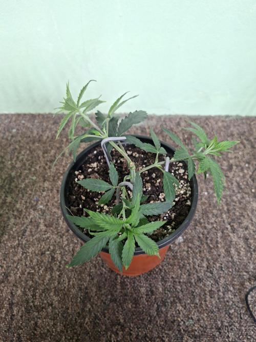 Zamnesia Seeds Kalani Asia. Week 5