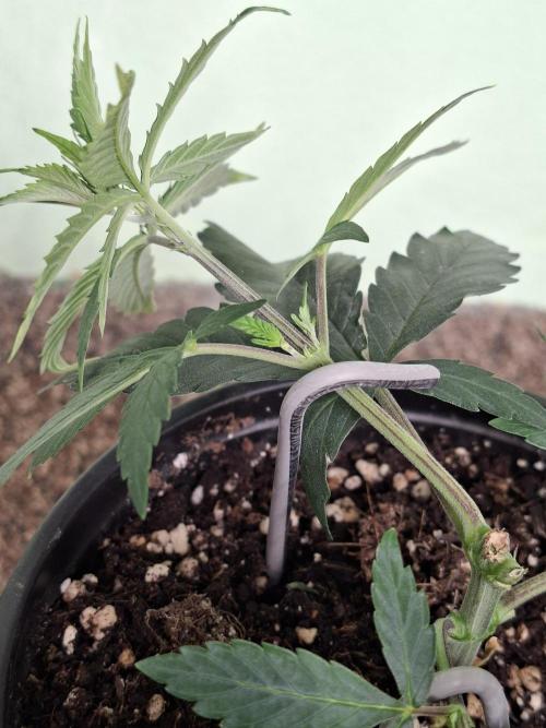 Zamnesia Seeds Kalani Asia. Week 5