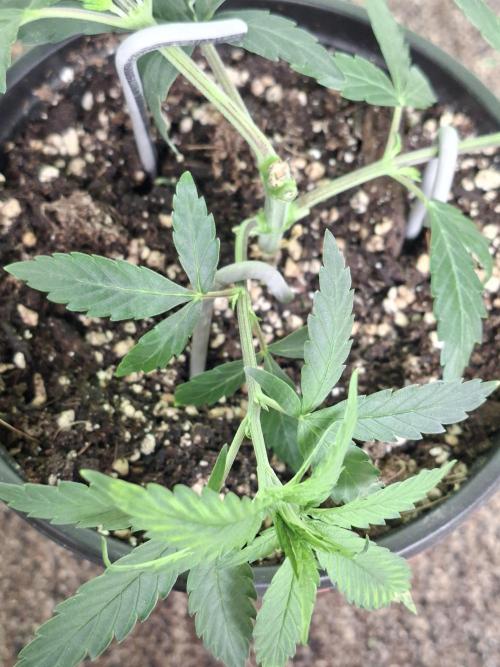 Zamnesia Seeds Kalani Asia. Week 5