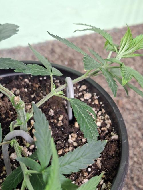Zamnesia Seeds Kalani Asia. Week 5