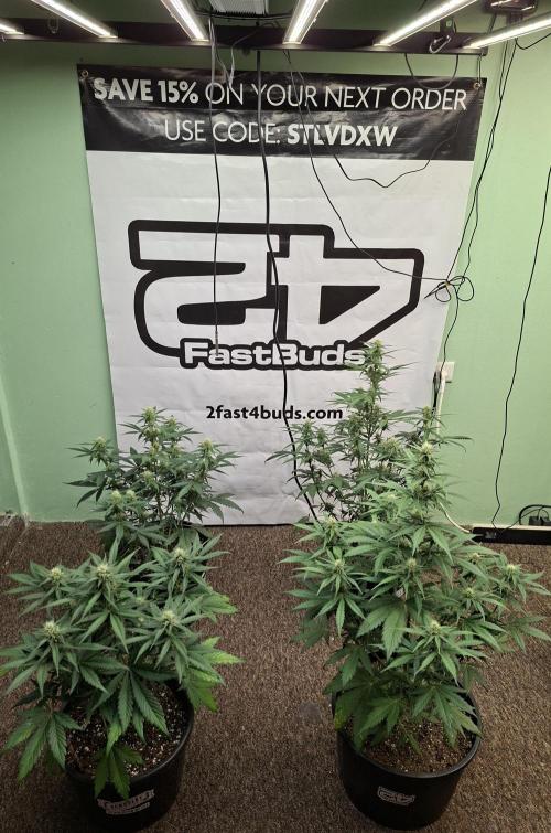 Fastbuds Banana Gauva Auto. Week 6