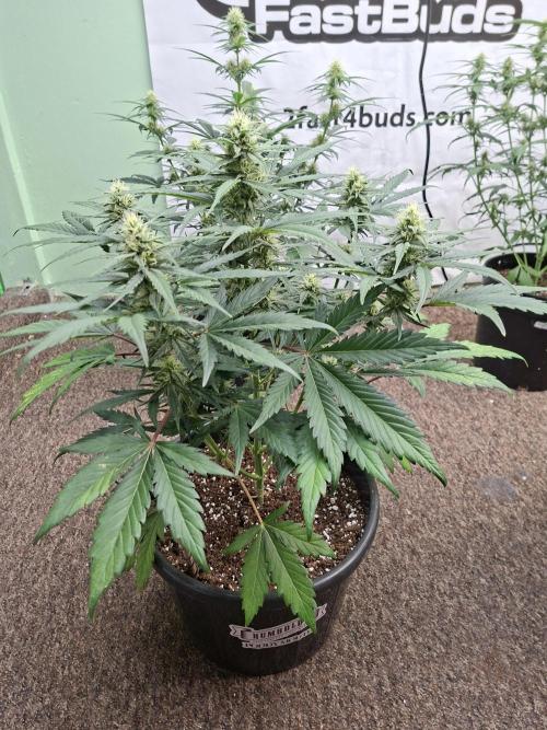 Fastbuds Banana Gauva Auto. Week 6