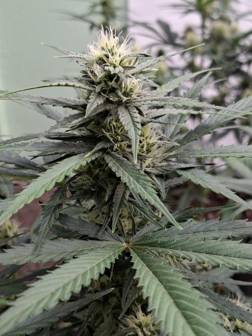 Fastbuds Banana Gauva Auto. Week 6