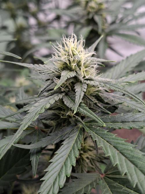 Fastbuds Banana Gauva Auto. Week 6
