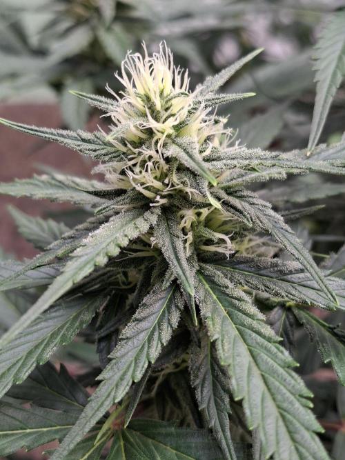 Fastbuds Banana Gauva Auto. Week 6