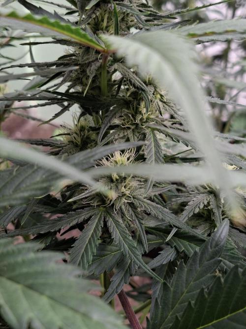 Fastbuds Banana Gauva Auto. Week 6