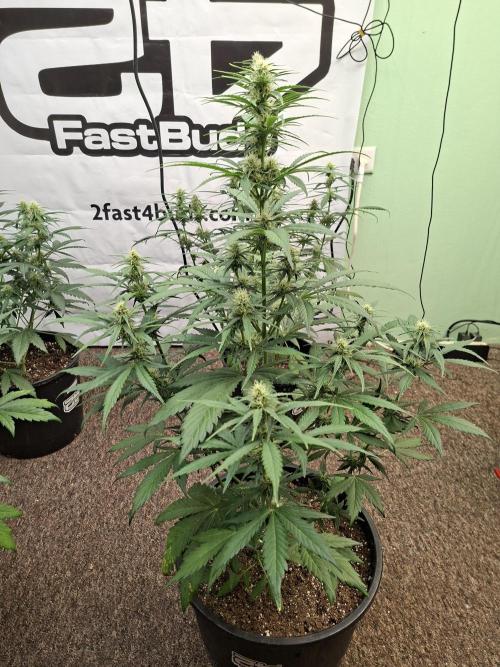 Fastbuds Banana Gauva Auto. Week 6