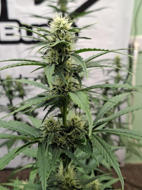 Fastbuds Banana Gauva Auto. Week 6