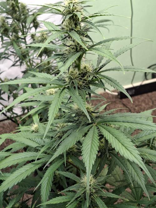 Fastbuds Banana Gauva Auto. Week 6