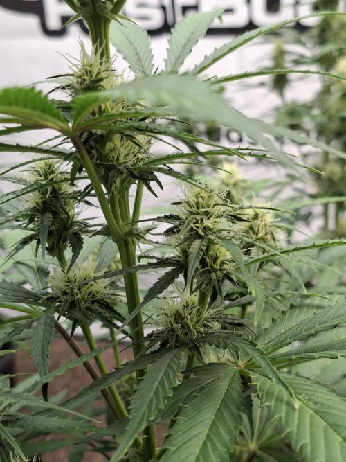 Fastbuds Banana Gauva Auto. Week 6