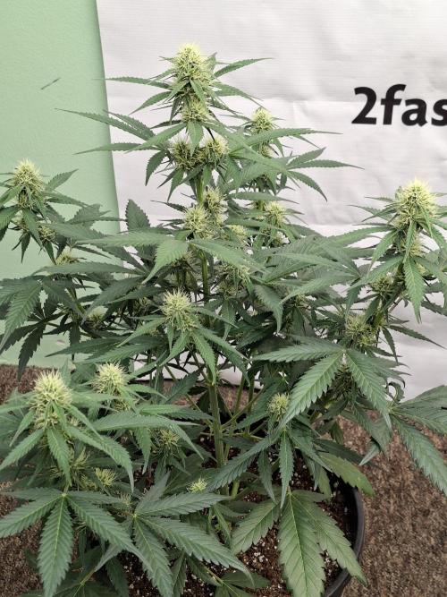 Fastbuds Banana Gauva Auto. Week 6