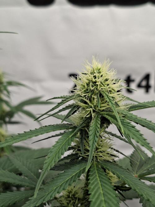 Fastbuds Banana Gauva Auto. Week 6