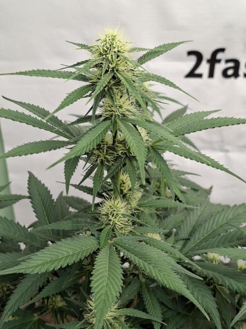 Fastbuds Banana Gauva Auto. Week 6