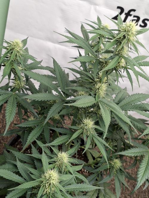 Fastbuds Banana Gauva Auto. Week 6