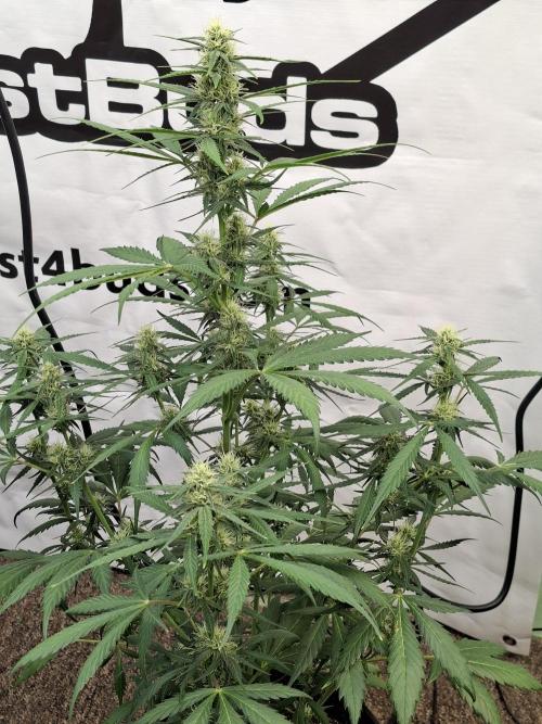 Fastbuds Banana Gauva Auto. Week 6