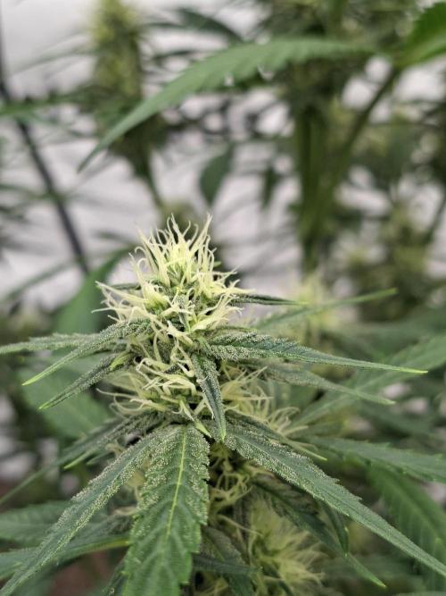 Fastbuds Banana Gauva Auto. Week 6
