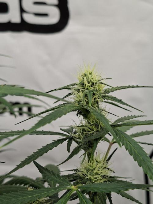 Fastbuds Banana Gauva Auto. Week 6