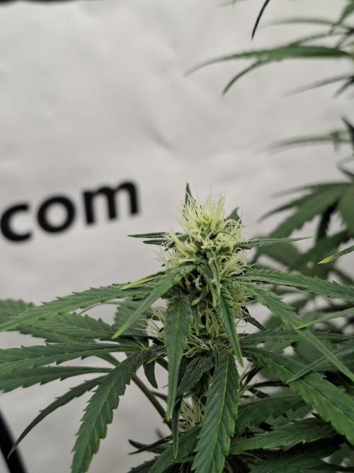 Fastbuds Banana Gauva Auto. Week 6