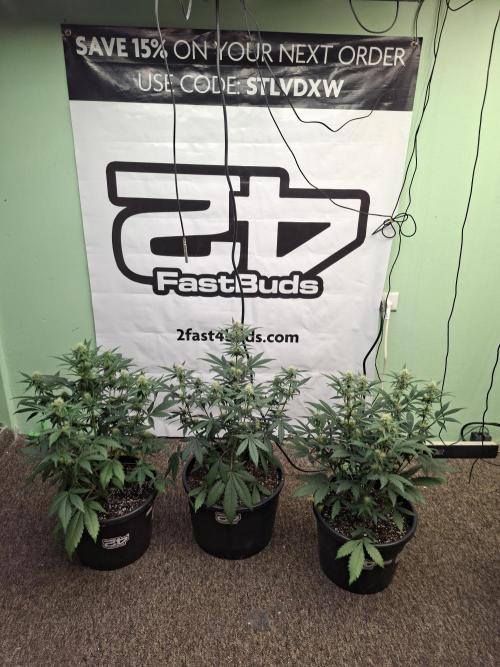 Fastbuds Guava Sundae. Week 6