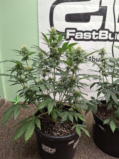 Fastbuds Guava Sundae. Week 6