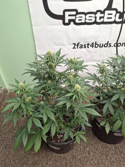 Fastbuds Guava Sundae. Week 6