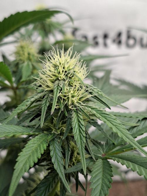 Fastbuds Guava Sundae. Week 6