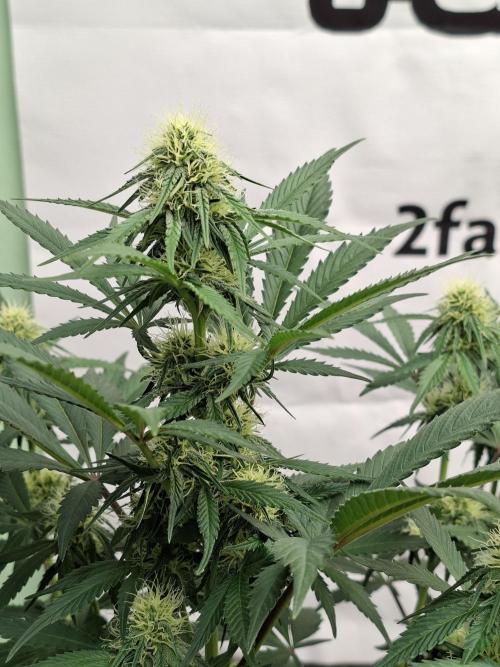 Fastbuds Guava Sundae. Week 6