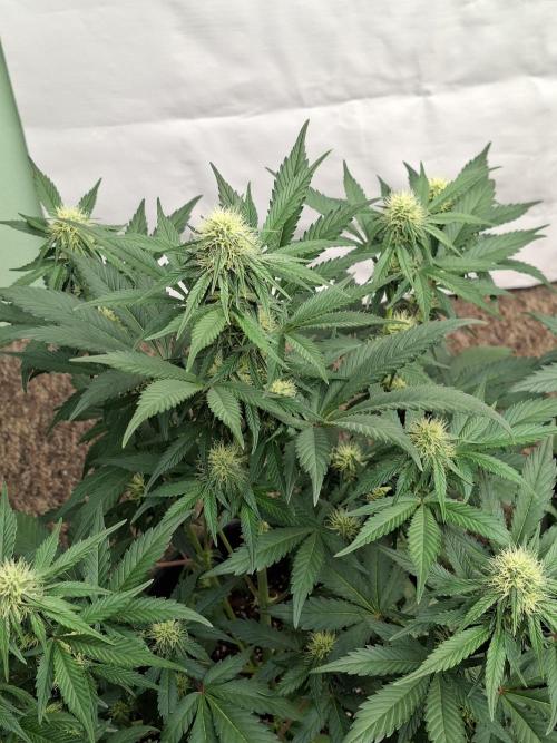 Fastbuds Guava Sundae. Week 6