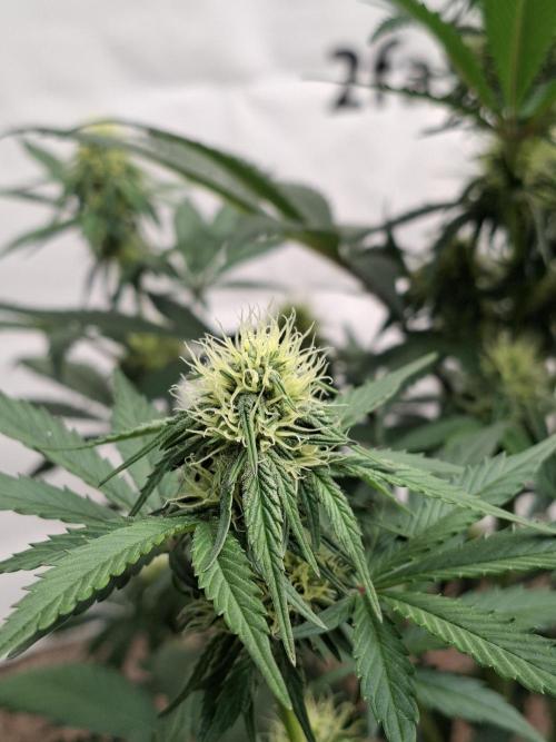 Fastbuds Guava Sundae. Week 6