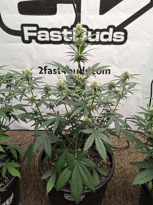Fastbuds Guava Sundae. Week 6