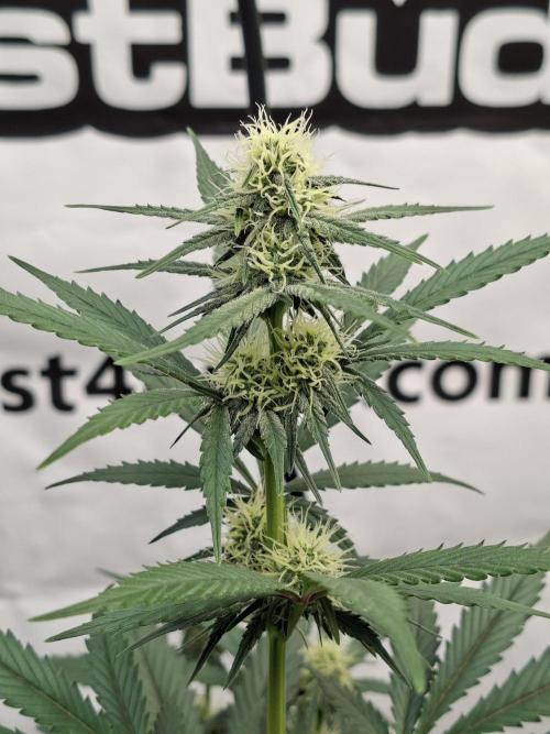 Fastbuds Guava Sundae. Week 6