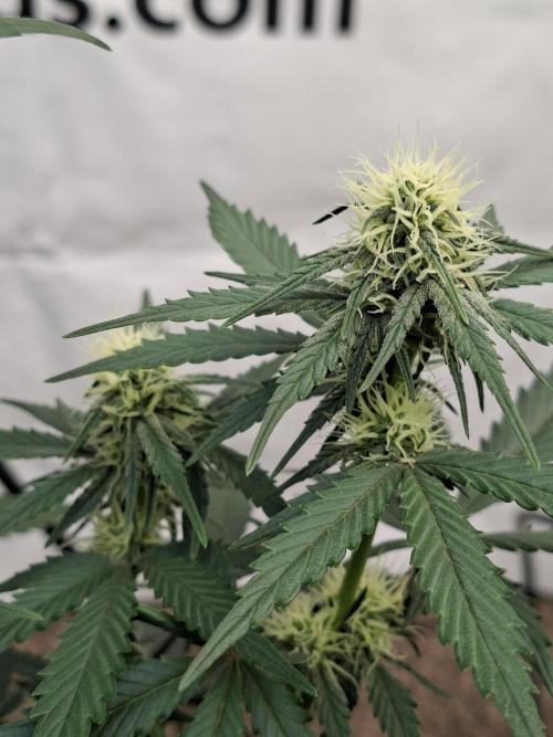 Fastbuds Guava Sundae. Week 6