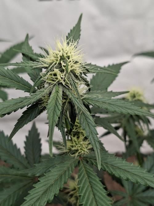 Fastbuds Guava Sundae. Week 6