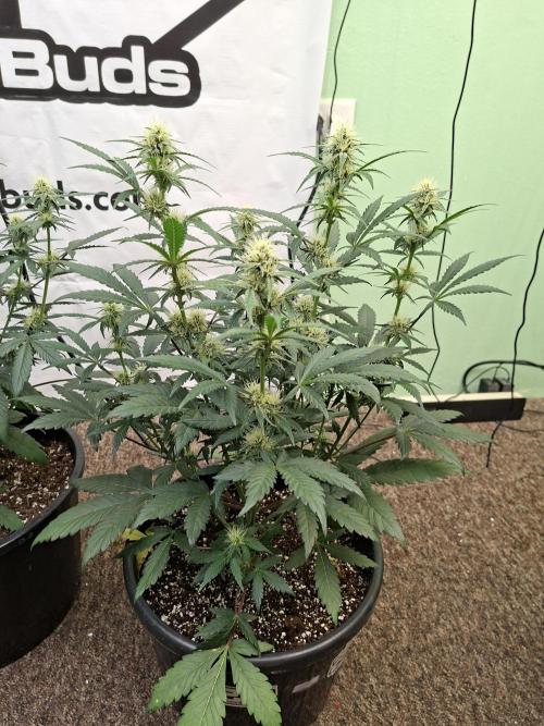 Fastbuds Guava Sundae. Week 6