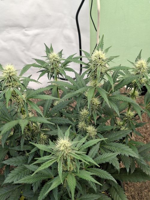 Fastbuds Guava Sundae. Week 6