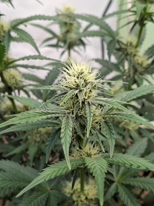 Fastbuds Guava Sundae. Week 6