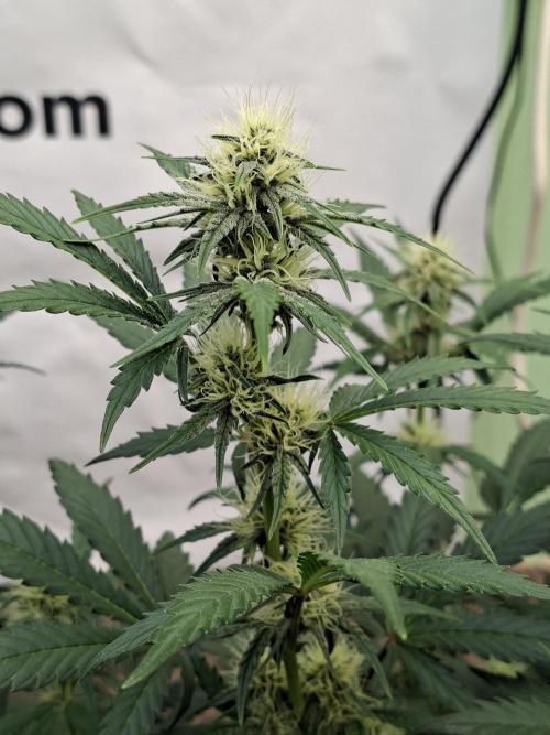 Fastbuds Guava Sundae. Week 6