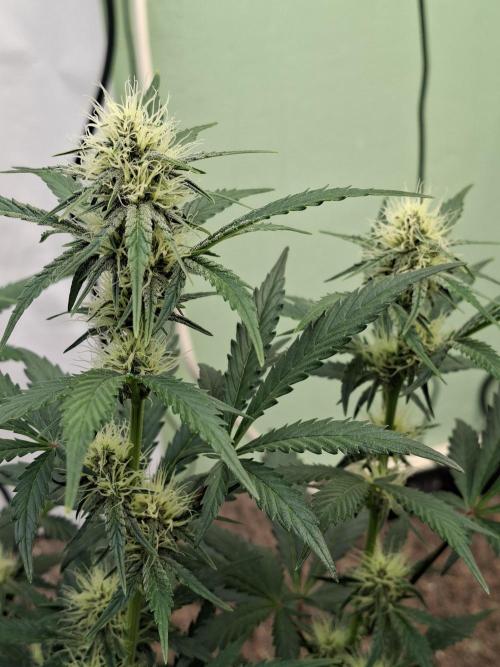 Fastbuds Guava Sundae. Week 6